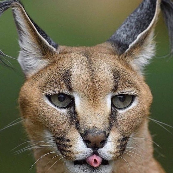 gypsystarfox